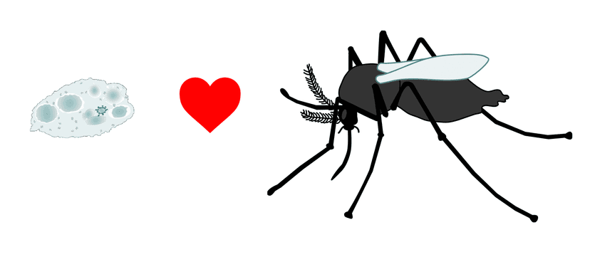 Symbiosen-Speed-Dating
