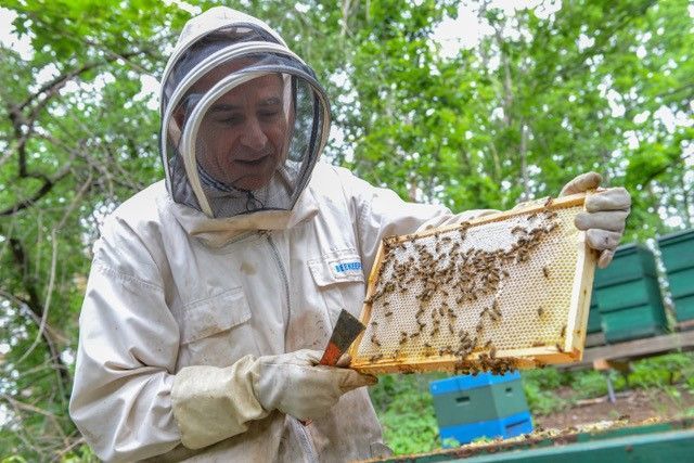 Robert Paxton und die Bienen