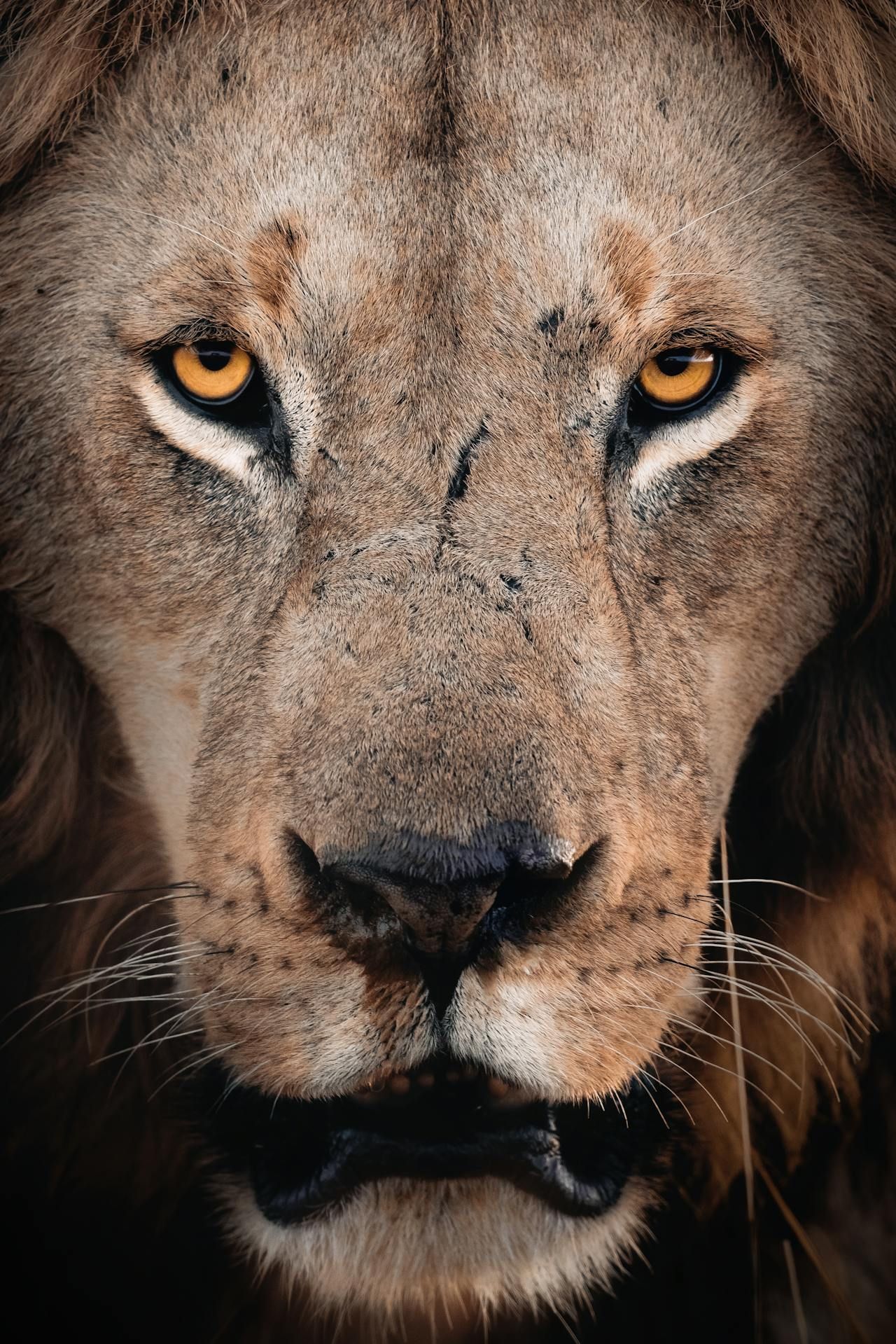 Löwen