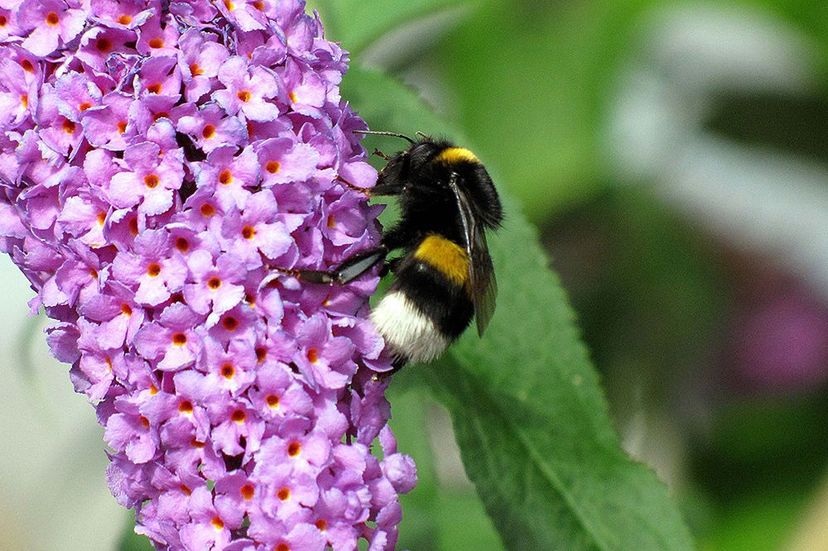 Hummel auf Blüte