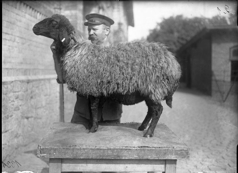 Karakul Mutterschaf im Haustiergarten; 28.08.1913