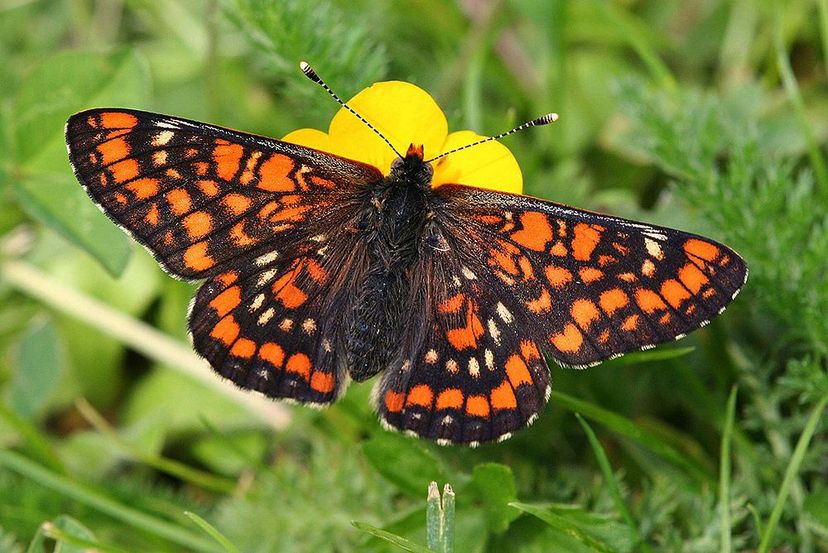 Maivogel (Euphydryas maturna)