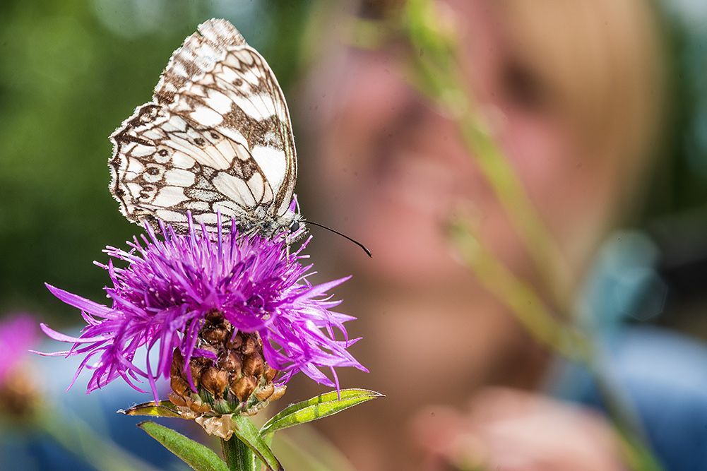 Schmetterling auf Blüte