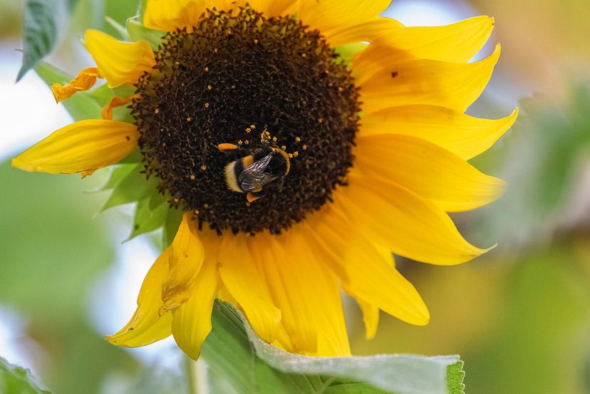 Hummel auf Sonnenblume